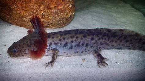 What To Do If Your Axolotl Morphs | Caudata.org: Newts and Salamanders Portal