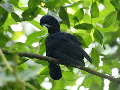 Umbrella Bird | The Life of Animals