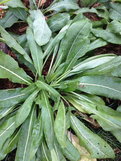 Woad Seeds Isatis tinctoria 100 Woad plant for dyeing Blue | Etsy