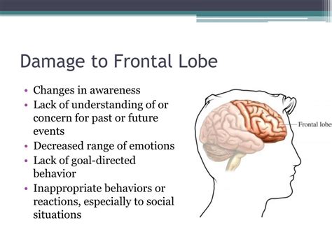 PPT - LESSON 3.2 The Brain PowerPoint Presentation, free download - ID:5574612