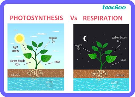 [Class 10] Explain how Photosynthesis is different from respiration?