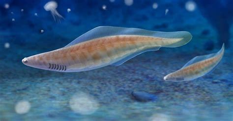 Haikouichthys: The First Known Fish That Lived On Earth – KidzNet