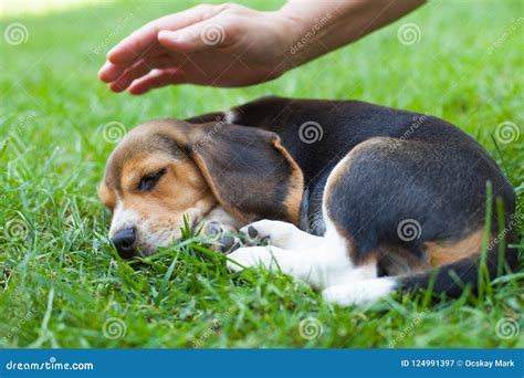 Cute beagle puppy sleeping stock image. Image of beagle - 124991397