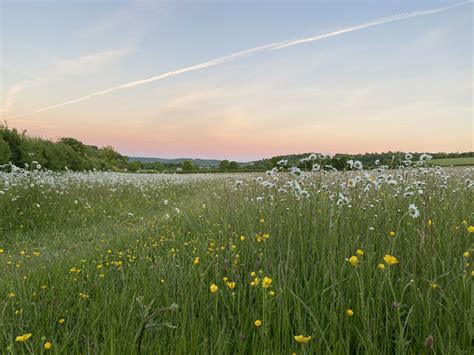 Wild Meadow Strawberry Sky | Scenery, Scenery wallpaper, Nature aesthetic