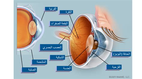 ناسا بالعربي - العين البشرية