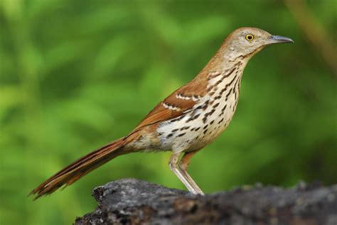 Brown Thrasher | Audubon Field Guide