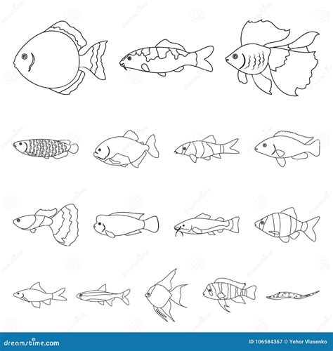 Different Types of Fish Outline Icons in Set Collection for Design ...