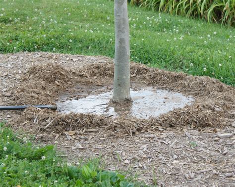 Preparing Trees for Winter in Toronto | Tree Doctors Inc.