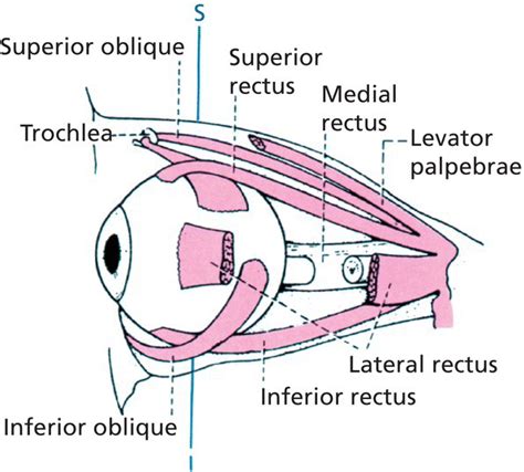 Trochlea Eye