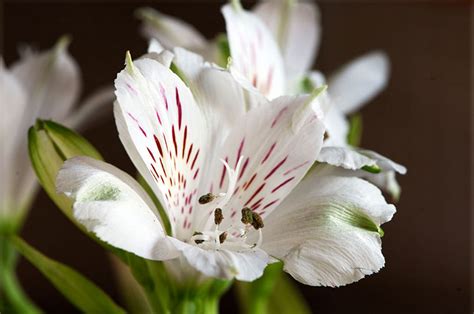 Alstroemeria Care – Growing The Peruvian Lily