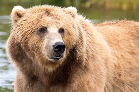 Free picture: brown bear, up-close, head, animal, mammal