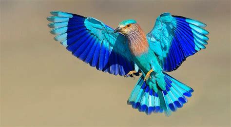 Neelkanth bird