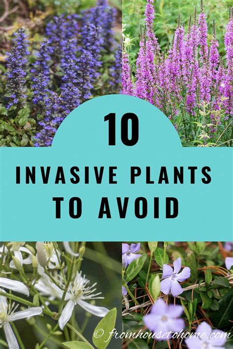 Invasive Plants: 10 Beautiful But Invasive Perennials You Do Not Want ...