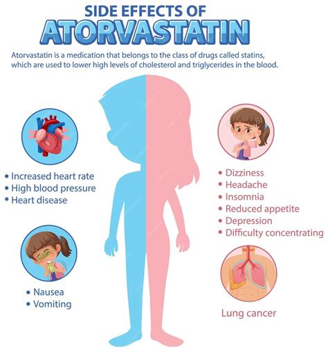 Premium Vector | Human anatomy diagram cartoon style of atorvastatin ...