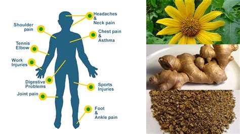 6 Herbal Remedies for Natural Pain Relief - YouTube