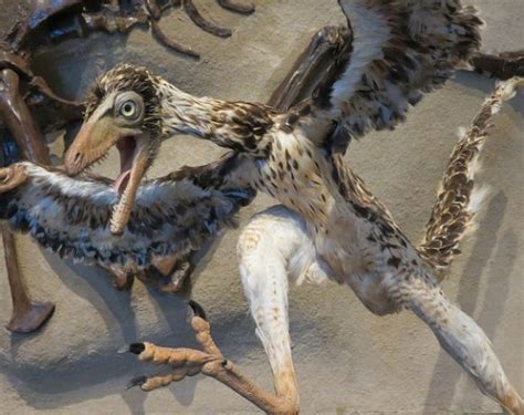 Are Chickens Really The Closest Descendants Of T-Rex?