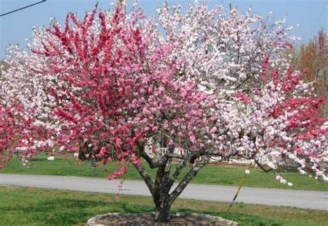 The Amazing Tree of 40 Fruit | Arvores para jardim, Árvores floridas, Arvores lindas