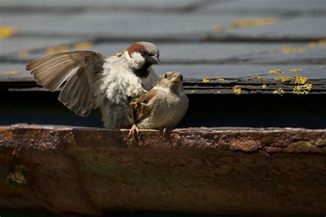 Male birds mating calls sexier due to pandemic silence - The Hot Mess Press