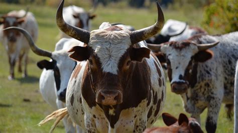 America's Disappearing Ancient 'Heritage' Dairy Cows - The Atlantic