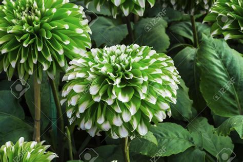 Green Dahlia flowers in the garden with green plants. Green Plants, Green Flowers, Dahlia ...