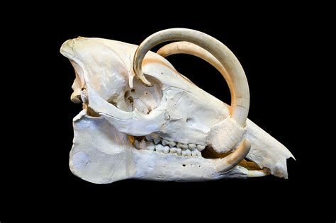 The Creature Feature: 10 Fun Facts About the Babirusa | WIRED