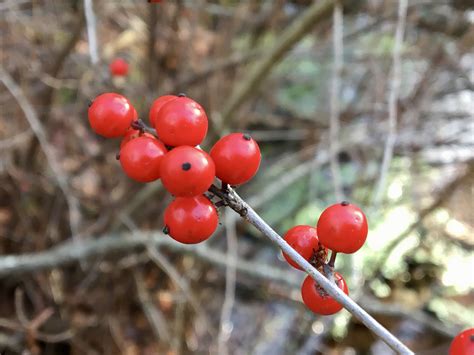 Winterberry and other winter berries – Seashore to Forest Floor