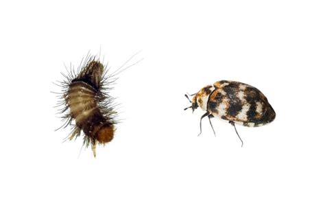 Varied Carpet Beetle Identification Behavior Anderson Pest Solutions | atelier-yuwa.ciao.jp