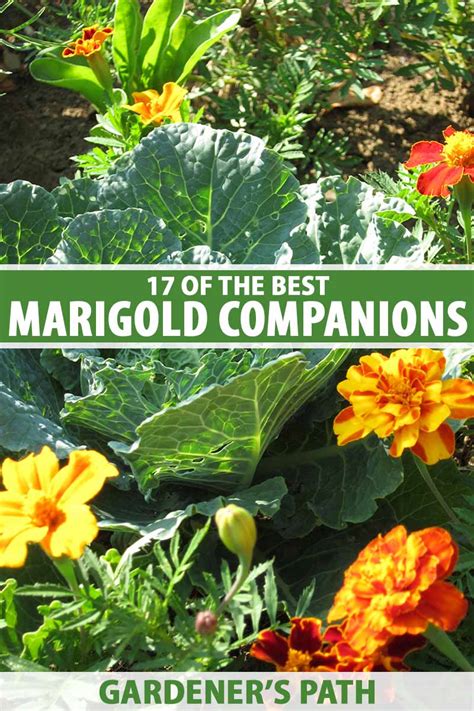 Companion Plants That Will Make Your Squash Thrive - darkcornerjavadrinkingwriter