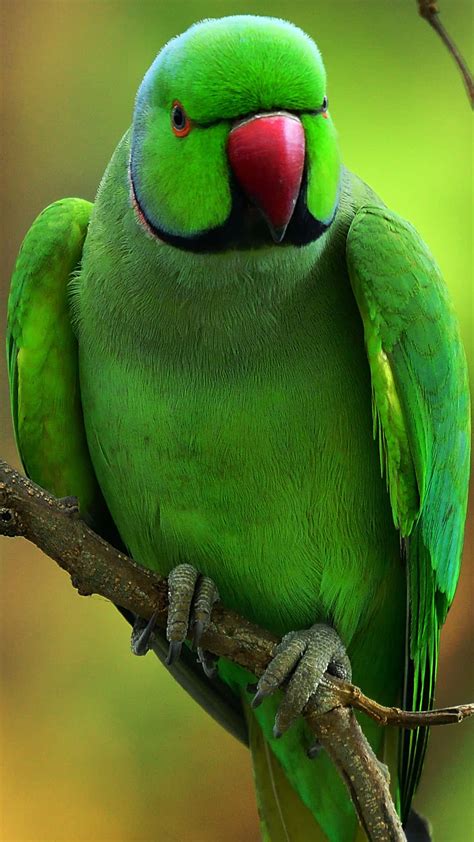 Green Parrot Wallpaper