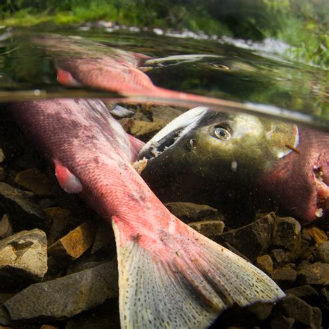 SOCKEYE SALMON | College of Agricultural Sciences