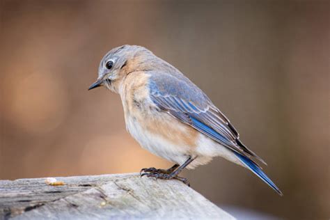 Bluebirds Mealworms Stock Photos, Pictures & Royalty-Free Images - iStock