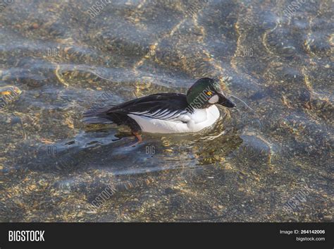 Common Goldeneye Duck Image & Photo (Free Trial) | Bigstock