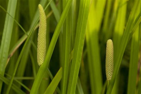 Medicinal Uses Of Acorus Calamus