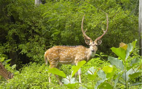 Assam wallpapers | Kaziranga National Park | Deer in Kaziranga National ...