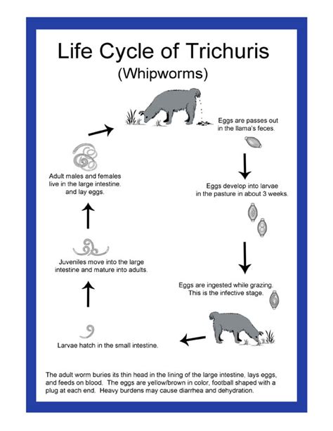 Whipworm Life Cycle