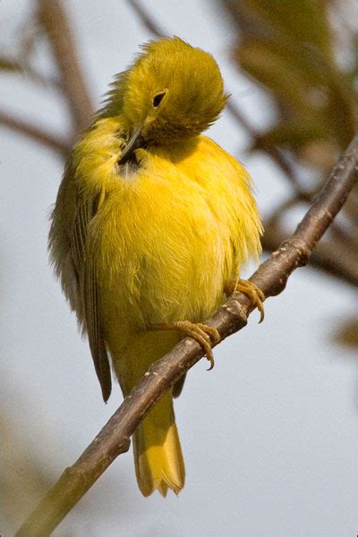 The Female Yellow Warbler | Mike Lascut Photography