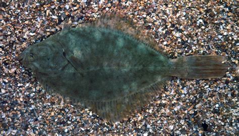 Flounder | Flatfish, Bottom-Dwelling, Marine | Britannica