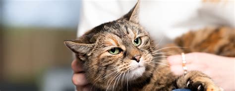 Toxoplasmosis in Cats: When Should You Worry? | Purina