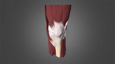 Knee anatomy: muscles - Download Free 3D model by University of Dundee ...