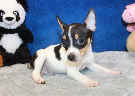 Rat Terrier Puppies - Photos All Recommendation