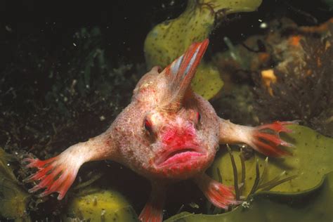 Rare, Mohawk-Wearing Fish Discovered 'Walking' on Seafloor | Live Science