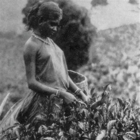 Story of Ceylon Tea - Ceylon Tea