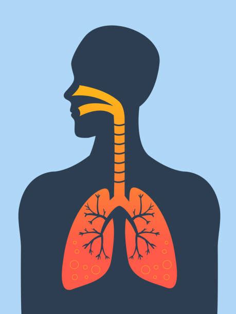 Respiratory System Clip Art, Vector Images & Illustrations - iStock