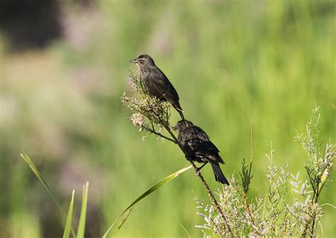 Tricolored Blackbird (female above) | Agelaius tricolor Jacu… | Flickr