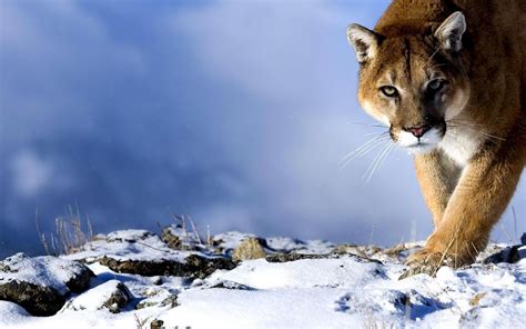 Cougar Full HD Wallpaper and Background Image | 1920x1200 | ID:217628