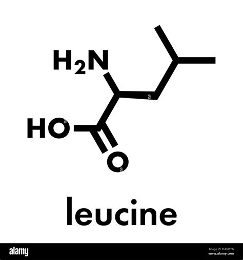 Leucine (l-leucine, Leu, L) amino acid molecule. Skeletal formula Stock Vector Image & Art - Alamy