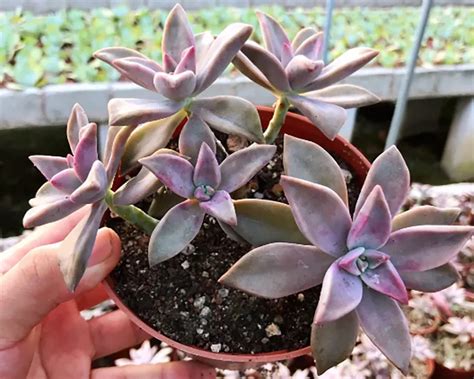 Succulents With Purple Tips: A Guide To Identifying And Caring For ...