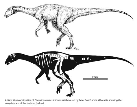 PALAEOBLOG: Thescelosaurus assiniboiensis