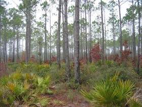 Apalachicola National Forest - Wikitravel