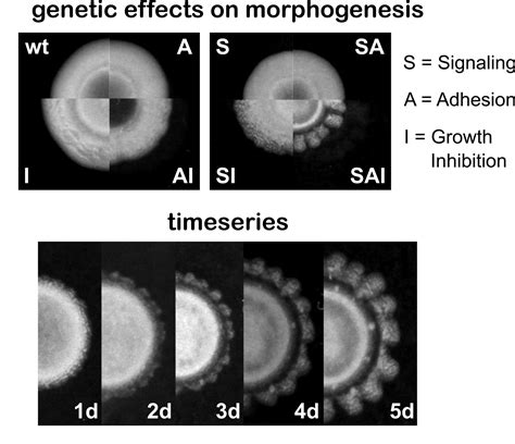 Engineering morphogenesis using self-organized embodiment - the Node